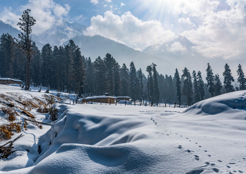 Snowy meadow in Kashmir with pine trees and Himalayan mountains in the background